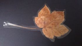 Blatt laminiert.jpg